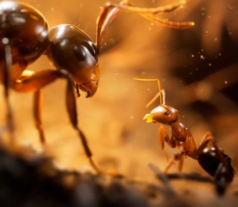 Empire of the Ants with Unreal Engine 5